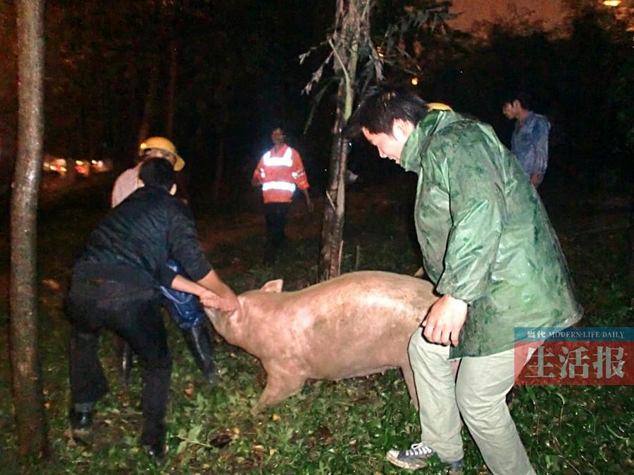 男子意外成猪骑士，荒诞故事引人深思