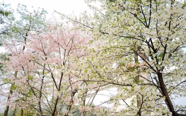 春日樱花地图，奇幻旅程探寻樱花盛开之地