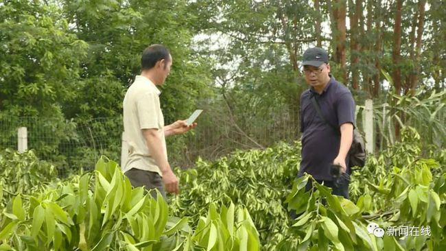 福州村民果树遭一夜砍伐，上百棵果树化为废墟的悲剧事件曝光