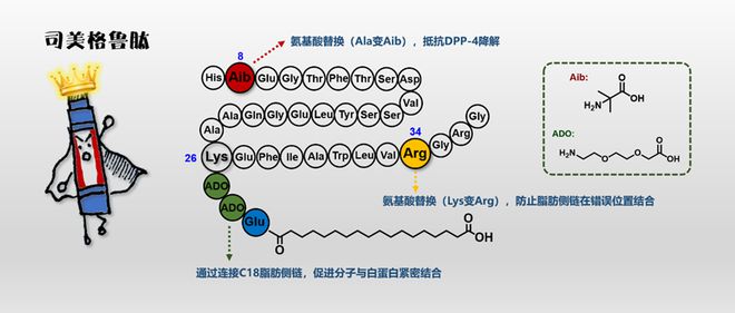 司美格鲁肽原理与作用机制深度解析