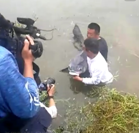 河中大鱼拖人下水并吞食事件揭秘，多方辟谣背后的真相探索