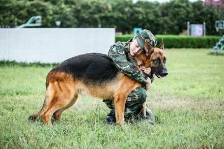 揭秘训狗自媒体人的成功秘诀，掌握狗狗行为之道，为何他们轻松驾驭狗狗？