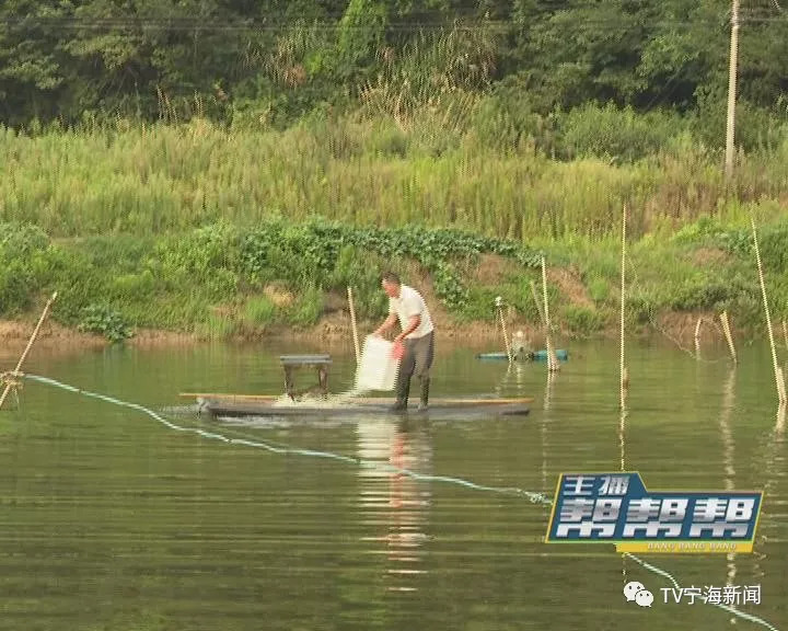 重庆公园锦鲤大量死亡背后的真相，人为投毒悲剧揭秘