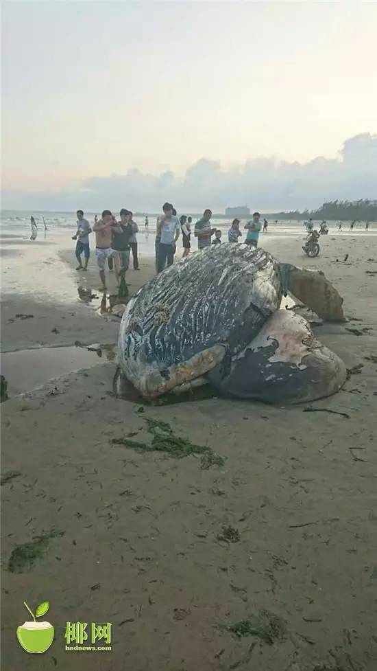 海南沙滩惊现八米长鲸鱼搁浅尸体