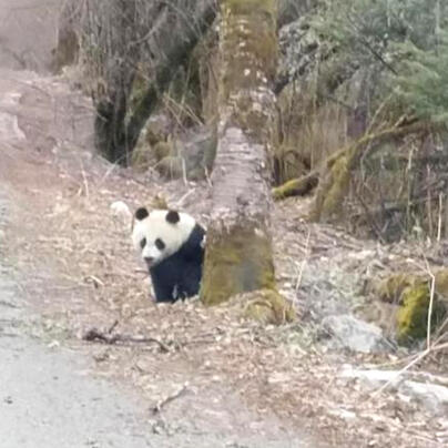 野生大熊猫公路上的奇特行为，生态保护的重要启示