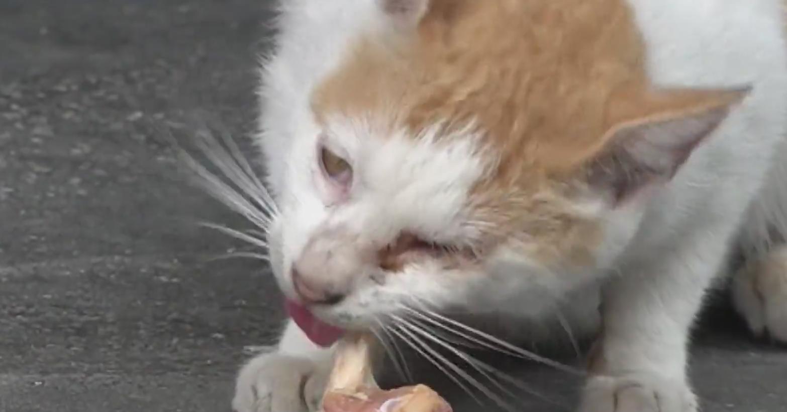 流浪猫生产后求助店主，生命的奇迹引发人类善良回应