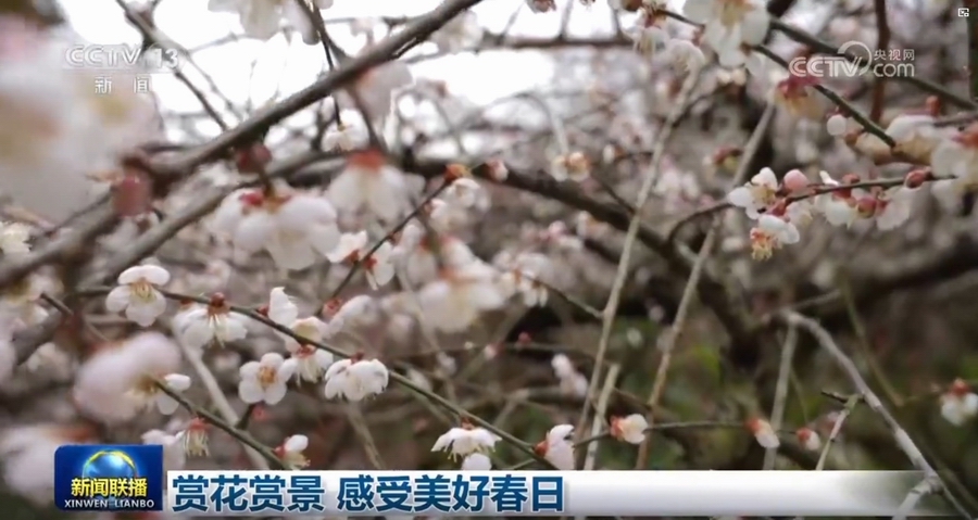 春日赏花赏景，尽享美好时光